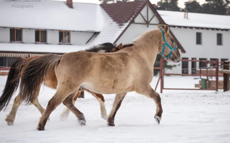 jazda konna hermanow kolo poznania i srody wielkopolskiej 5